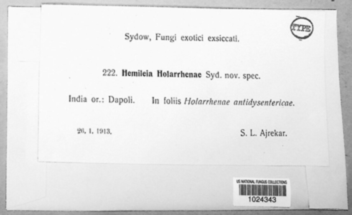 Hemileia holarrhenae image